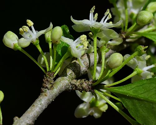 Ilex_decidua_inflorescence2.jpg