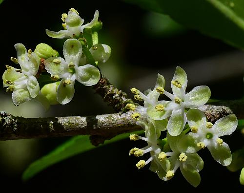 Ilex_decidua_inflorescence3.jpg