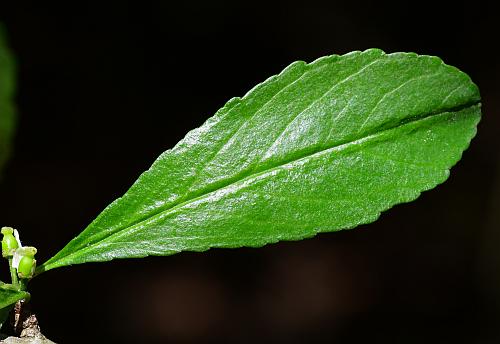 Ilex_decidua_leaf1.jpg