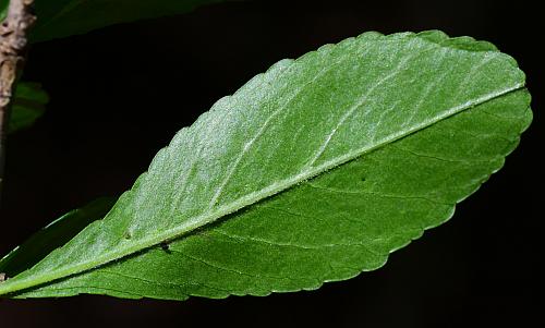 Ilex_decidua_leaf2.jpg