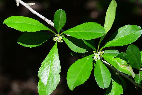 Ilex_decidua_leaves1.jpg