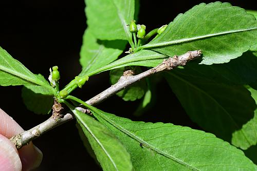 Ilex_decidua_twig.jpg