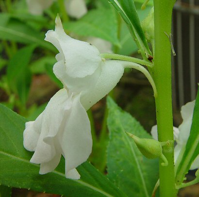 Impatiens_balsamina_flower2.jpg