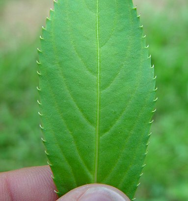 Impatiens_balsamina_leaf.jpg