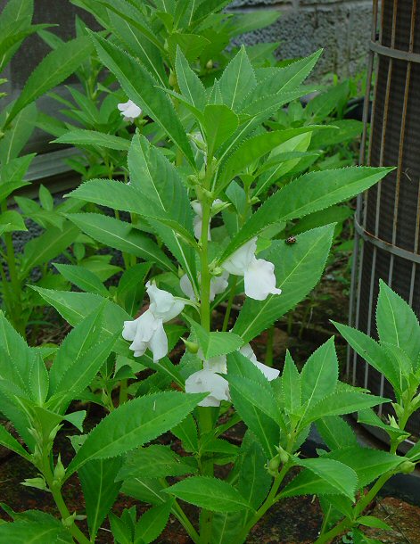 Impatiens_balsamina_plant.jpg