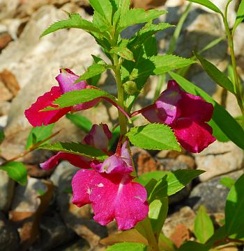 Impatiens_balsamina_red.jpg