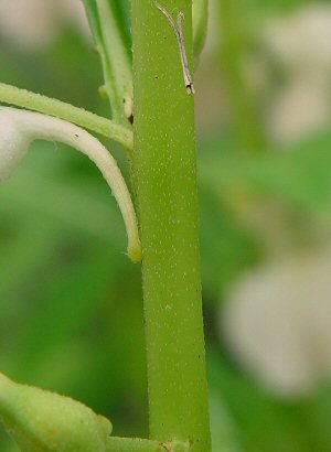 Impatiens_balsamina_stem.jpg