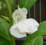 Impatiens balsamina thumbnail