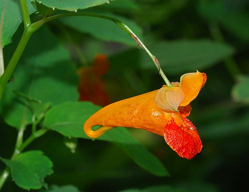 Impatiens_capensis_flower0.jpg