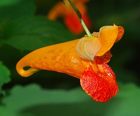 Impatiens_capensis_flower2.jpg