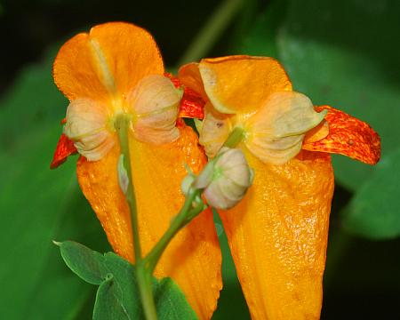 Impatiens_capensis_flower3.jpg