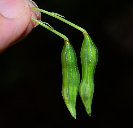 Impatiens_capensis_fruit.jpg