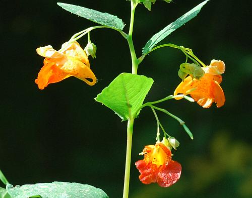 Impatiens_capensis_inflorescence.jpg