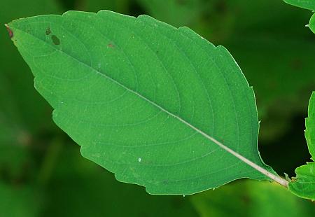 Impatiens_capensis_leaf1.jpg