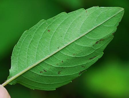 Impatiens_capensis_leaf2.jpg