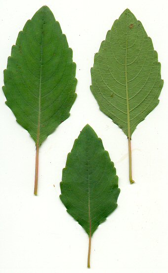 Impatiens_capensis_leaves.jpg