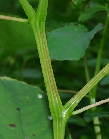 Impatiens_capensis_stem.jpg