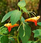 Impatiens capensis thumbnail