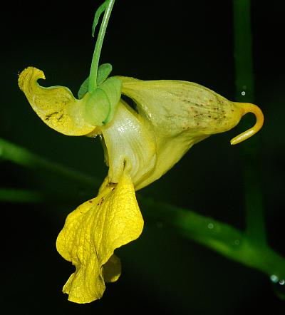 Impatiens_pallida_flower1.jpg