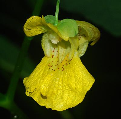 Impatiens_pallida_flower2.jpg