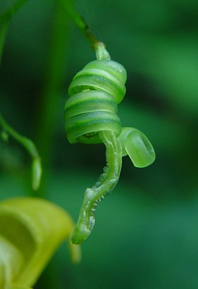 Impatiens_pallida_fruit2.jpg