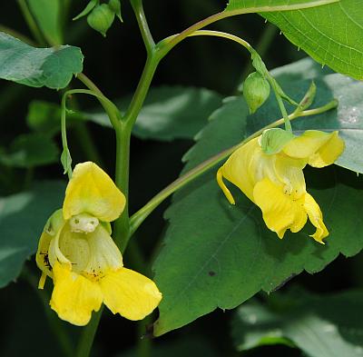 Impatiens_pallida_inflorescence.jpg