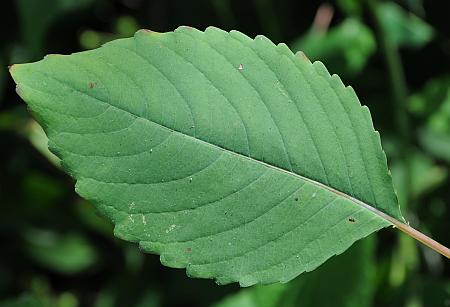 Impatiens_pallida_leaf1.jpg