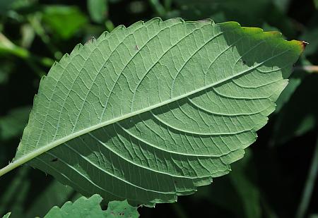 Impatiens_pallida_leaf2.jpg