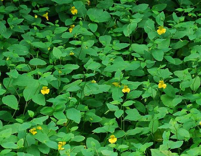 Impatiens_pallida_plant.jpg