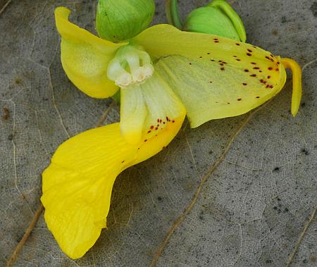 Impatiens_pallida_section.jpg