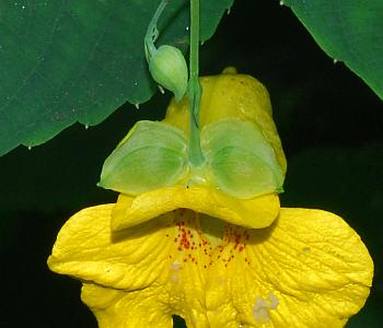 Impatiens_pallida_sepals.jpg