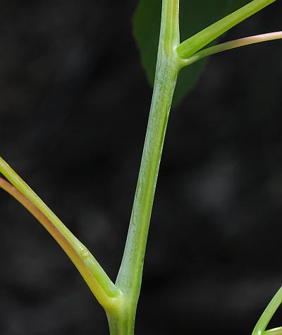 Impatiens_pallida_stem.jpg