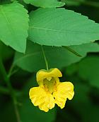 Impatiens pallida thumbnail