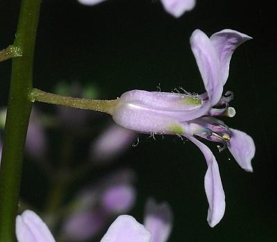 Iodanthus_pinnatifidus_calyx.jpg