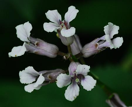 Iodanthus_pinnatifidus_corollas.jpg