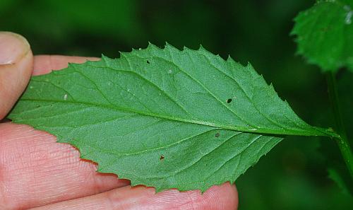 Iodanthus_pinnatifidus_leaf2.jpg
