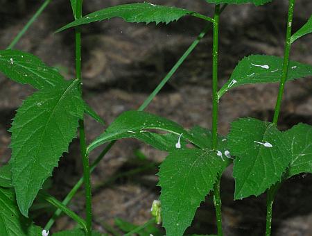 Iodanthus_pinnatifidus_leaves1.jpg