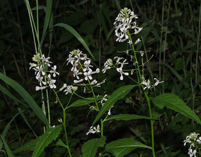 Iodanthus_pinnatifidus_plant.jpg