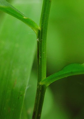 Iodanthus_pinnatifidus_stem.jpg