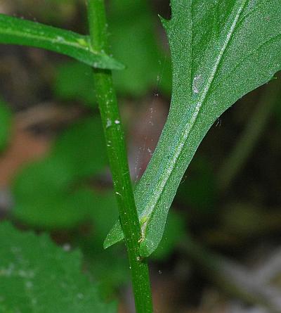 Iodanthus_pinnatifidus_stem2.jpg