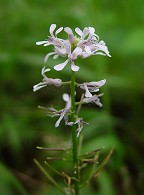 Iodanthus pinnatifidus thumbnail