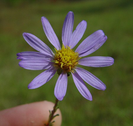 Ionactis_linariifolia_flowers.jpg