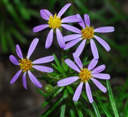 Ionactis_linariifolia_inflorescence.jpg