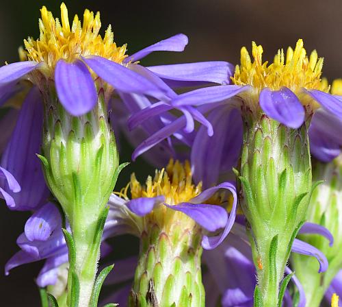 Ionactis_linariifolia_involucres.jpg