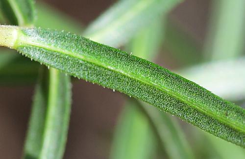 Ionactis_linariifolia_leaf2.jpg