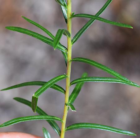 Ionactis_linariifolia_leaves.jpg