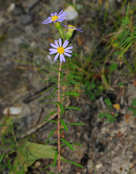 Ionactis_linariifolia_plant.jpg