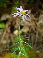 Ionactis linariifolia thumbnail