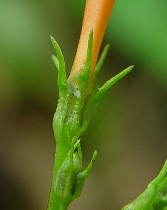 Ipomoea_coccinea_calyx.jpg