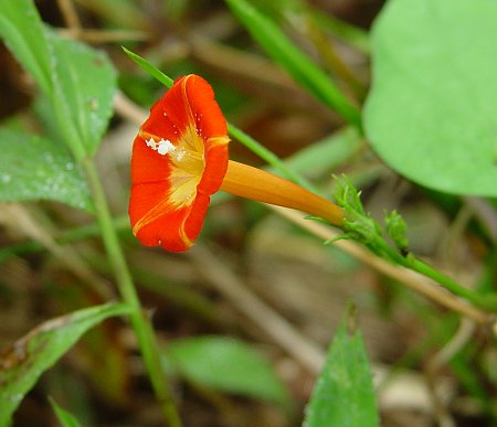 Ipomoea_coccinea_flower.jpg